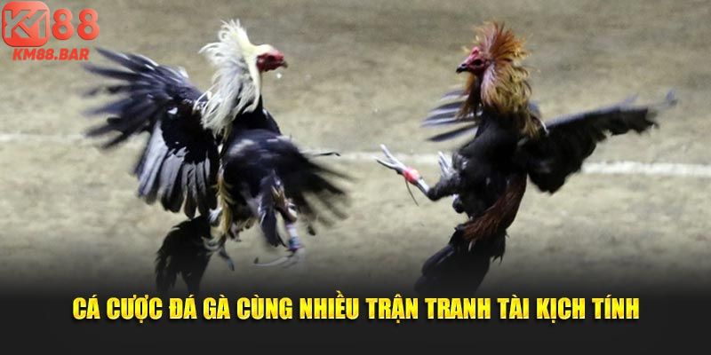 Cá cược đá gà cùng nhiều trận tranh tài kịch tính