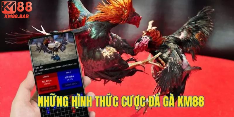 Chọi kê Mỹ là loại hình không nên bỏ lỡ